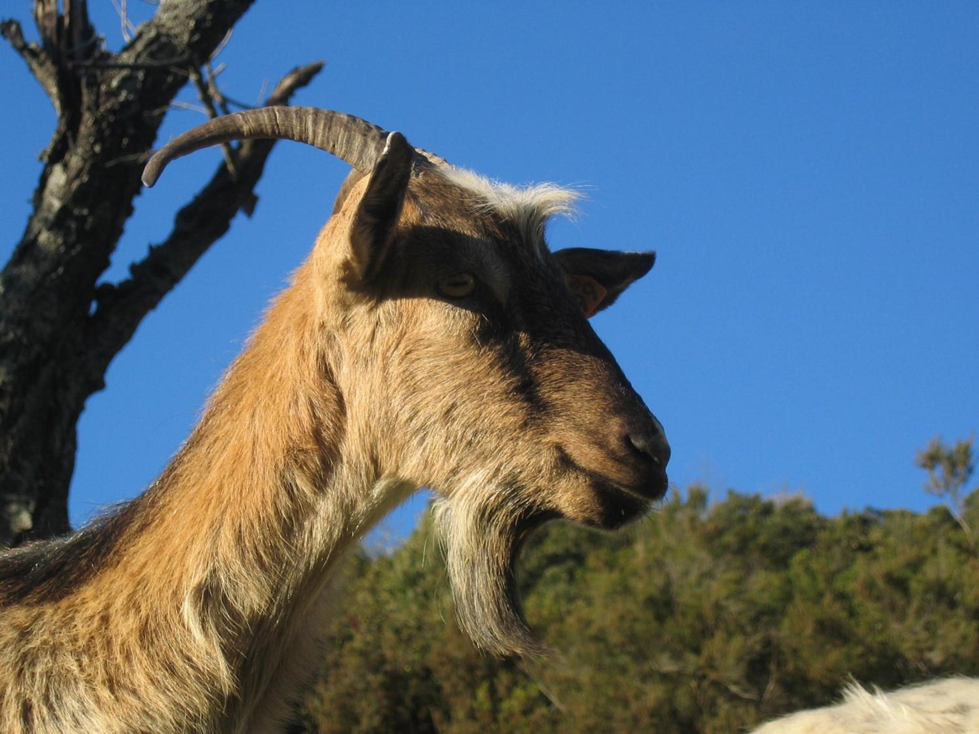 A Bella Scusa Bastelica Exterior foto